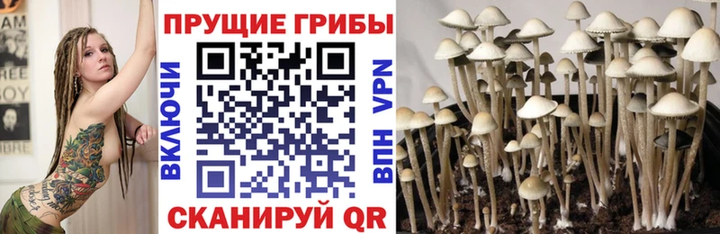 Галлюциногенные грибы Psilocybine cubensis  Ленск 